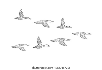 Vector black hand drawn flock of flying duck isolated on white background