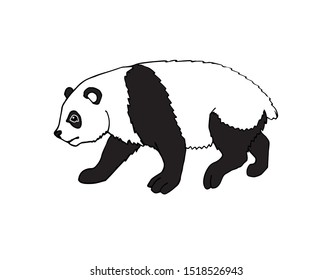Vector black hand drawn sketch doodle panda isolated on white background