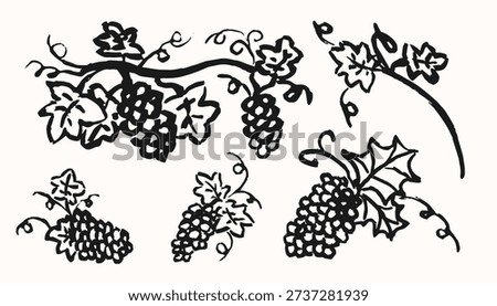 Vector black  hand drawn sketch illustration of grape collection isolated on white background. Set of design elements with grapes and leaves.