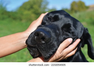Vector of black happy dog in the nature. Young labrador and care.