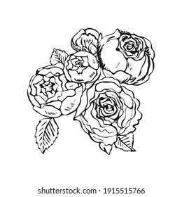 Vector black ink drawing of a rose. Hand sketch set. Line drawing and isolated on white background. Flowers and butterfly for background, texture, wrapper pattern, frame, etc.