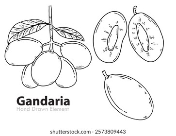 Vector Black ink hand drawing of Gandaria Fruit. Packaging design, fruits, vegan, health, diet, fresh, vegetarian.