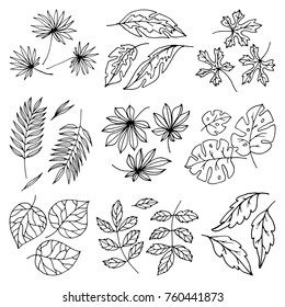 Vector black leaves palm tree leaf summer nature white illustration design isolated on white background tropical plant leaflet foliage art exotic leafy branch silhouette