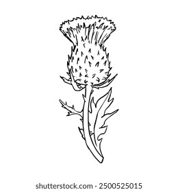 Vector black line contour illustration thistle plant drawn by hand. Sketch style illustration wildflowers for the design. Line hand drawing wildlife clip art for print, fabric