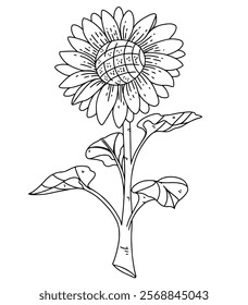 Vector black line hand drawing of one stem sunflower plant. Coloring book design, minimalism, home decoration