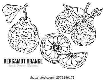 Vector black line hand drawing The bergamot orange is a fragrant citrus fruit with a yellow or green color similar to a lime, depending on its ripeness. Citrus bergamia. Health, Fragrance