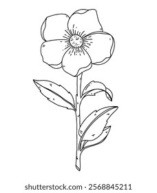 Vector black line hand drawn single stem flower plant. Coloring book design, minimalism, home decoration