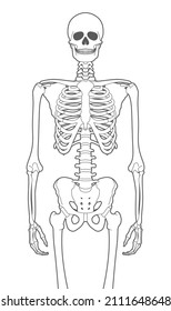 Vector black line human skeleton. Isolated on white background