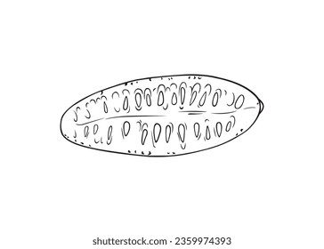 Ilustración de línea negra vectorial de una melón de ratón cortada a lo largo aislada en fondo blanco