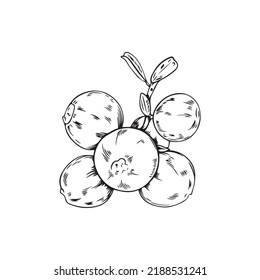 Ilustración vectorial de la línea negra de las bayas aisladas sobre fondo blanco