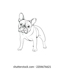 Vector black line illustration of French Bulldog isolated on white background