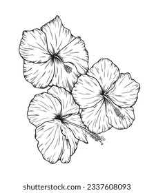 Vector black line illustration of a hibiscus flower isolated on white background