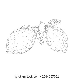 Ilustración de línea negra vectorial de una rama de limón aislada en fondo blanco