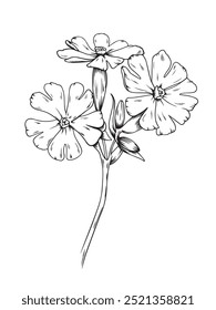 Vector black line illustration of a pink campion flower isolated on white background