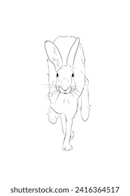 Vector black line illustration of a running hare isolated on white background