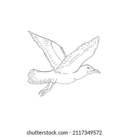 Ilustración vectorial de la línea negra de la gaviota aislada sobre fondo blanco