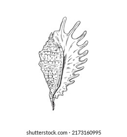 Vector black line illustration of seashell isolated on white background