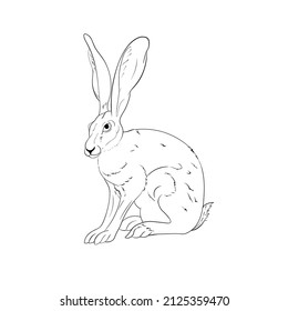 Vector black line illustration of sitting hare isolated on white background