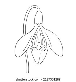 Vector black line illustration of a sketch isolated snowdrop on a white background. Hand drawn contour for coloring. Spring first flower