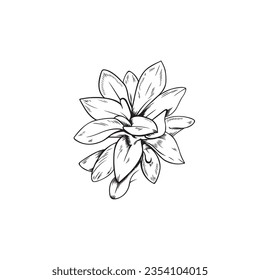 Vector black line illustration of turmeric flower isolated on white background
