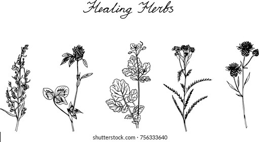 Vector black line on white background wild grass. Healing herbs. Wormwood, clover, celandine, yarrow, thistle.