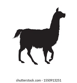 Vector black llama silhouette isolated on white background