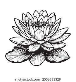 Vector black lotus icons set on white background. Lotus plant. Lotus flower, Set of three silhouettes of lotus flowers. Vector illustration.