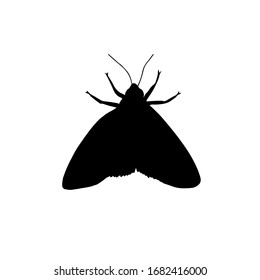 Vector black moth silhouette isolated on white background