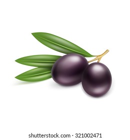 Vector Black Olives Branch with Leaves Isolated on White Background
