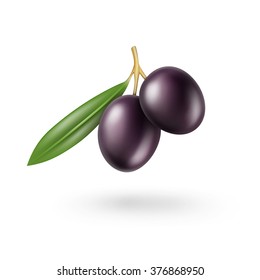 Vector Black Olives Branch with Leaves Isolated on White Background