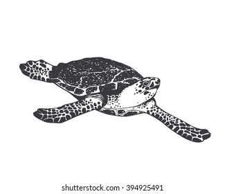 Vector Black on white illustration. large sea turtle.