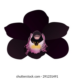 Vector Black Orchid