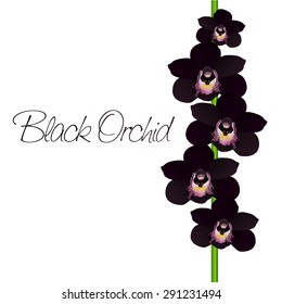 Vector Black Orchid