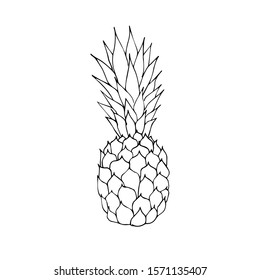 Vector black outline hand drawn sketch doodle pineapple pine apple isolated on white background