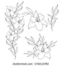 Vector black outline illustration set with various Lily leaves and flowers, elegant sketch of leaves on branches isolated on a transparent background for design elements, coloring books, fabric print