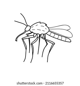 Mosquito de contorno negro vectorial al estilo de boceto de doodle. Vista lateral. Insectos de dibujo en blanco y negro. Clipart, elemento de diseño sobre el tema de la naturaleza, primavera, verano, aislado