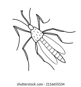Vektorschwarze Umrissmücke im Doodle-Skizzenstil. Draufsicht. Schwarz-Weiß-Malinsekt. Clipart art, Design-Element zum Thema Natur, Frühling, Sommer, einzeln