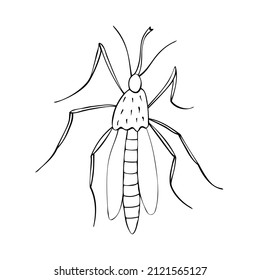 Vector black outline mosquito in doodle sketch style. Top view. Black and white drawing insect. Clipart, design element on theme of nature, spring, summer, isolated