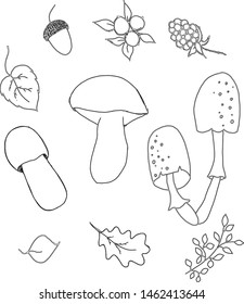 Vector black outline. Osseny set with mushrooms, berries, leaves and acorn