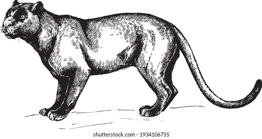 vector black Panther wild cats graphic illustration    