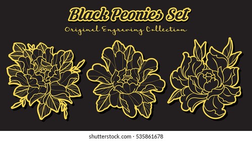 Vector Black Peonies Set Original Engraving Flowers Collection