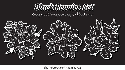 Vektor Black Peonies Set Original Gravuren Blumen Collection