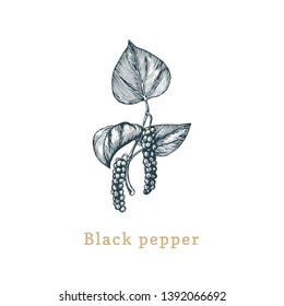 Vector Black Pepper sketch. Drawn spice herb in engraving style. Botanical illustration of organic, eco plant. Used for farm sticker, shop label etc.