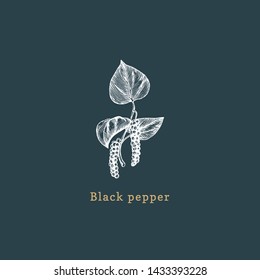 Vector Black Pepper sketch. Drawn spice herb in engraving style. Botanical illustration of organic, eco plant. Used for farm sticker, shop label etc.