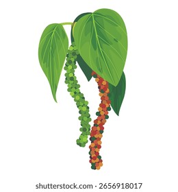 Vector black peppercorn plant and leaf