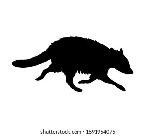 Vector black raccoon silhouette isolated on white background