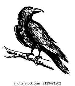 Vector black raven. A crow standing on a tree branch, crow sketch. A large black crow, Corvus corax, sits on a tree branch. Hand drawn illustration. 