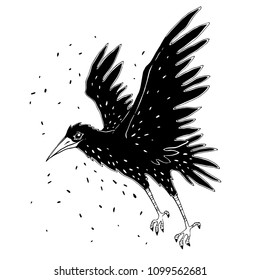 Vector black raven isolated on white background