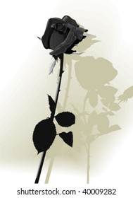Vector black rose, vector illustration