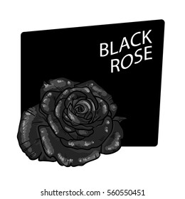 Vector black rose on white background and dark box.
